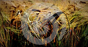 Stalled ears of grain in the sun-kissed field