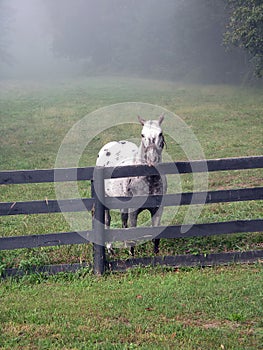 Stallion against fence