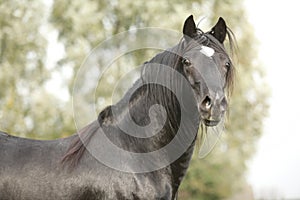 Stallion of black welsh cob