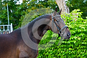 Stallion - breeder horse on green background