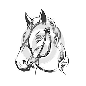 Stallion in bridle sketch