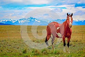 Stallion brown wild horse, mustang in the Patagonia steppe, Argentina