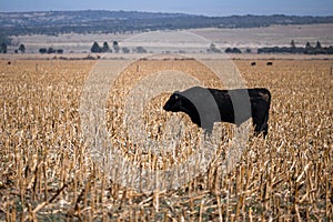 Stallion bull, in the field in the humid pampas. Argentina