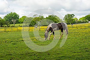 Stallion in a corral