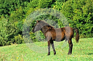 Stallion foal