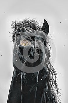 Stallion friesian portrait