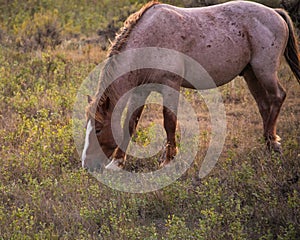 Stallion grazing away from the herd