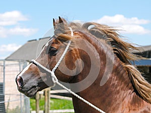 Stallion Headshot