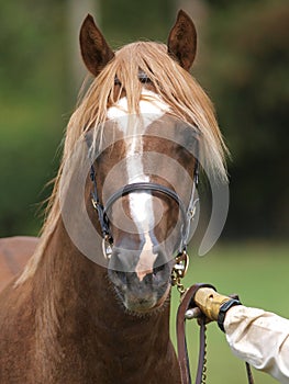 Stallion Headshot