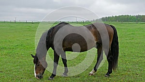 Stallion horse pasturing on fenced meadow