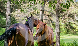 Stallion human care among birches