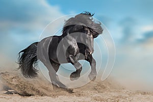 Stallion with long mane run