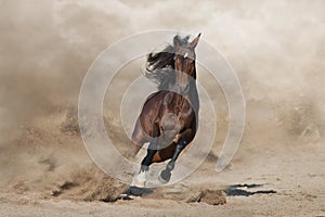 Bay stallion in dust