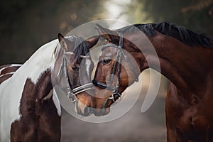 Stallion and mare horses in love nose to nose sniffing each other on road in forest