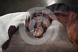 Stallion and mare horses in love nose to nose sniffing each other on road in forest photo