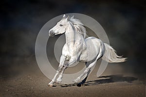 Stallion in motion on dark background