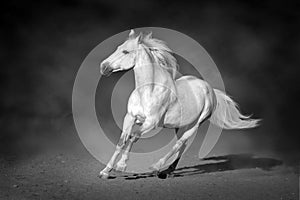 Stallion in motion in desert