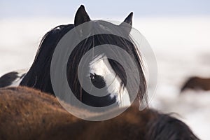 Stallion mustang watching from Behind another horse