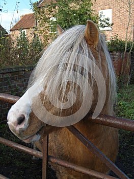 Stallion Pony Portrait