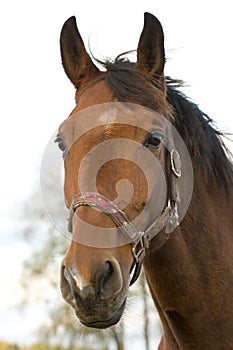 Stallion portrait