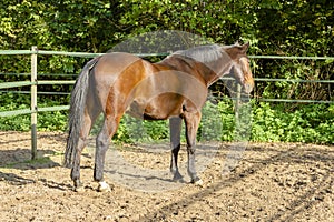 Stallion portrait from the back of a brown draft horse in a manege