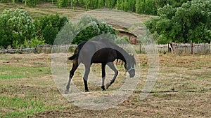 The stallion is purebred black in color.