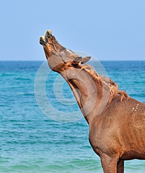 Stallion sniffs the air on the beach with his head up