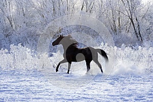 Stallion on white snow