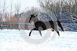 Stallion on white snow