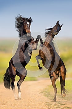 Stallions fight and rearing up