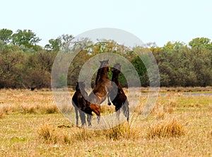 Stallions fighting for a mare in Letea Forest, Romania