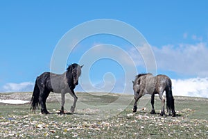 Stallions fighting on the mountaintop in Montana United States