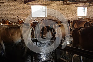 Stalls of dairy cows waiting to be milked