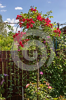 Stam red rose in garden