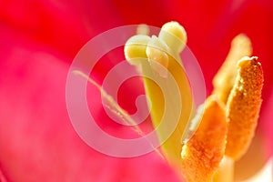 Stamen