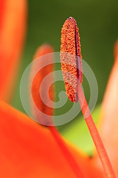 Stamen photo