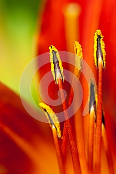 Stamen photo