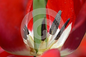 Stamen