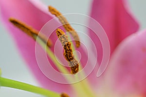 Stamen