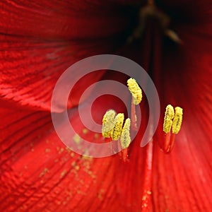 Stamen