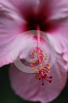 Stamen