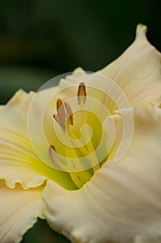 Stamen of a blooming yellow daylily flower