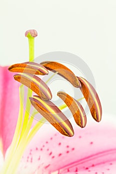 Stamen and carpel of Lilium