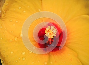 Stamen and carpel of yellow hibiscus flower