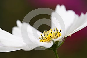 Stamen of a daisy flower