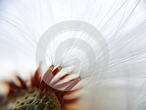 Stamen of a dandelion, separate a bit of fluff, white fluff of a dandelion close up, feather in macro