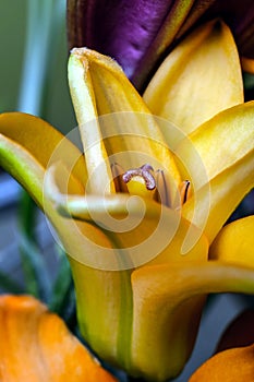 Stamen Emerging, Yellow Lily Flower