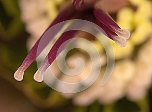 Stamen of a flower