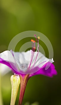 Stamen of Flower