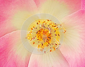 stamen flower details roses rose pink petals delicate plants yellow love romantic romance